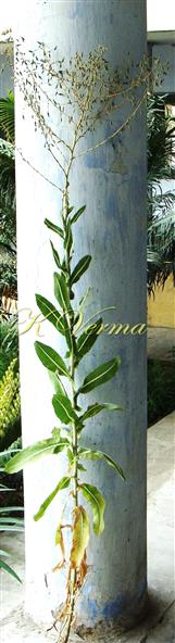  Plant with synflorescence